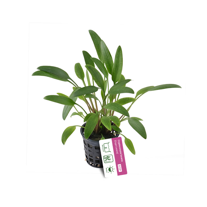 Cryptocoryne Lucens Live Aquarium Plant – Buy 3 Get 1 Free! Freshwater Aquascape Plant